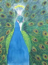 Pfau.jpg