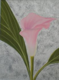 Rosa Calla.jpg